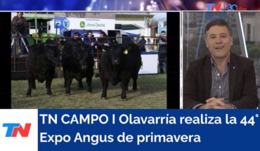 Video: TN CAMPO I Olavarría realiza la 44° Expo Angus de primavera