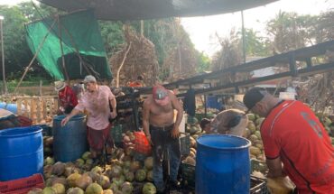 ¿Qué hay detrás de la industria del coco?