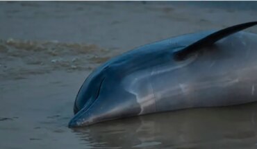 Brazil: Around 70 dolphins found dead due to extreme temperatures