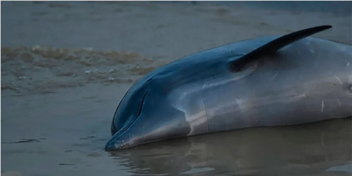 Brazil: Around 70 dolphins found dead due to extreme temperatures