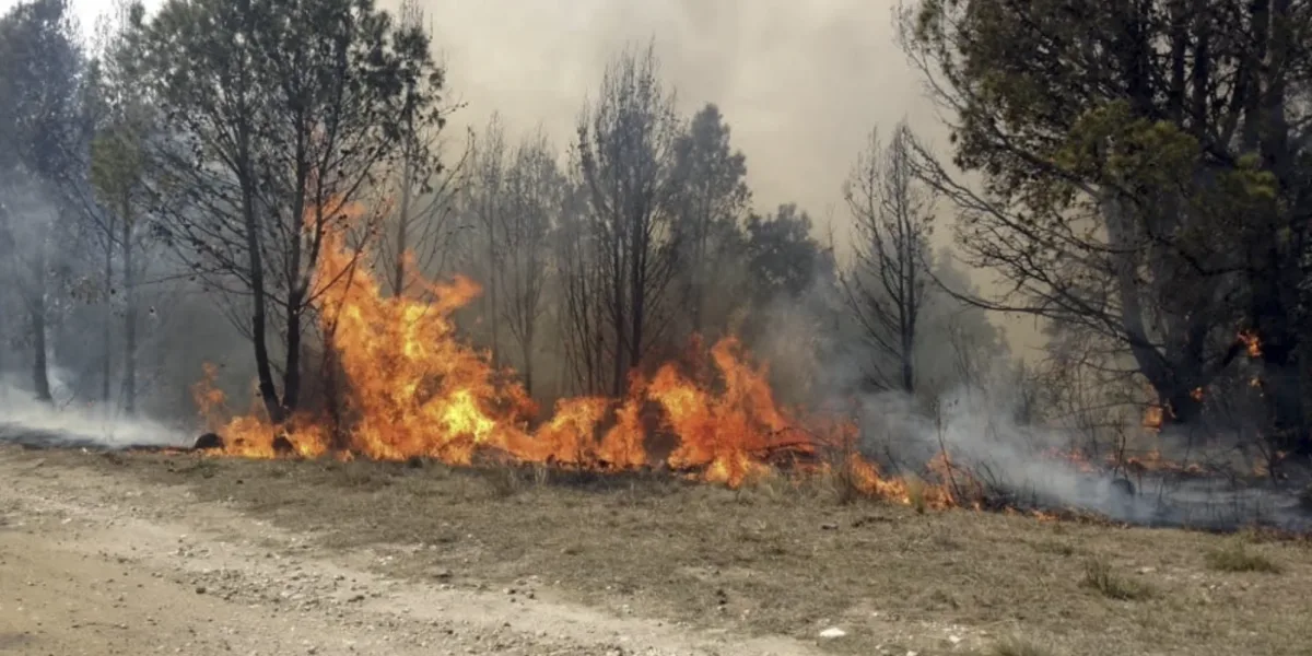 Incendios forestales en Argentina: Hay focos activos en Salta y Buenos Aires