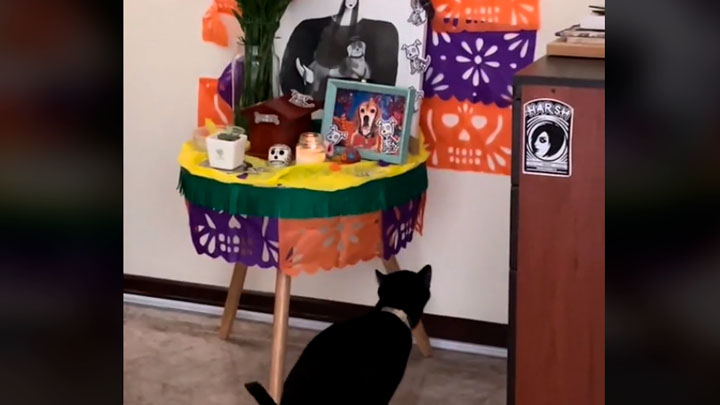 Los conmovedores videos de mascotas que contemplan los altares de muertos de sus amigos