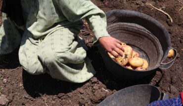 Michoacán Octavo lugar en trabajo infantil en ocupaciones riesgosas