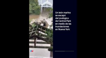 Video: CUIDADO, LEONA MARINA SUELTA: Se escapó del zoológico del Central Park en medio de las inundaciones