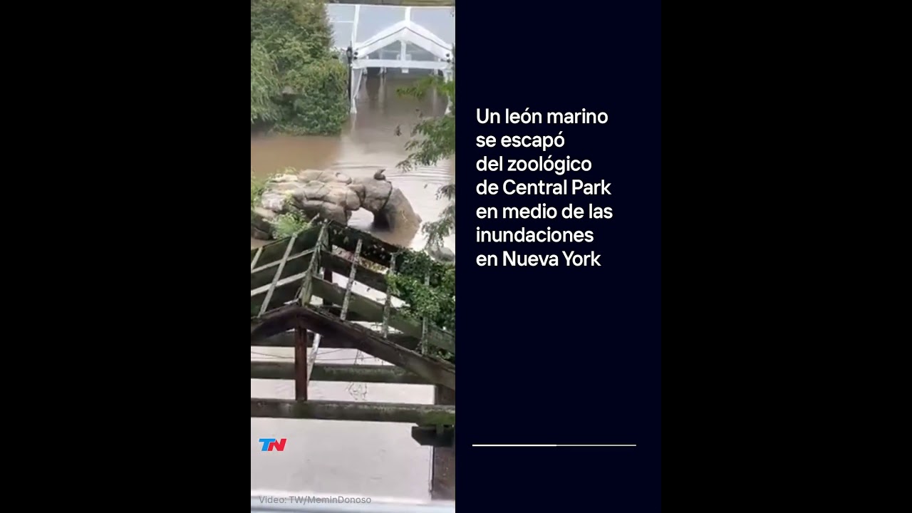 CUIDADO, LEONA MARINA SUELTA: Se escapó del zoológico del Central Park en medio de las inundaciones