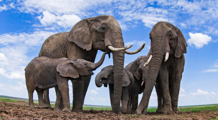 ¿Elefantes se ponen 'nombres' para comunicarse?