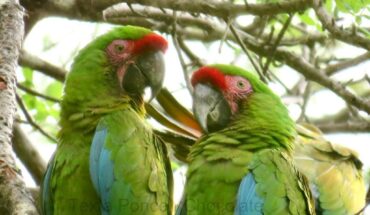 Del verde olivo al verde guacamaya; el espíritu de la conservación de un ave en peligro