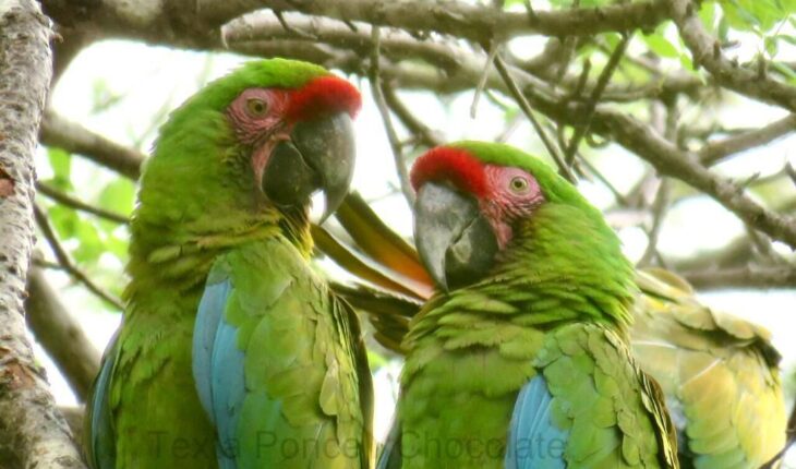 Del verde olivo al verde guacamaya; el espíritu de la conservación de un ave en peligro