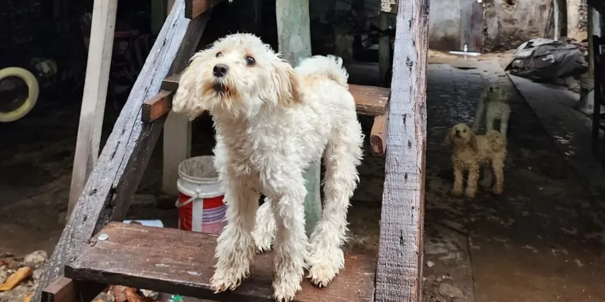 Rescatan perros con conjuntivitis, otitis y lesiones de una casa en La Boca