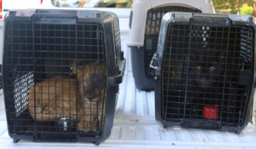 The 3 rescued felines arrive at the Morelia Zoo