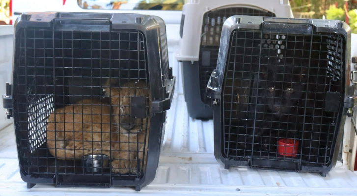 The 3 rescued felines arrive at the Morelia Zoo