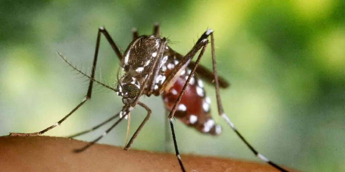 The impact of dengue increases in Paraguay with 10,400 cases registered this year