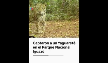 Video: Cámaras captaron a un yaguareté en el Parque Nacional Iguazú