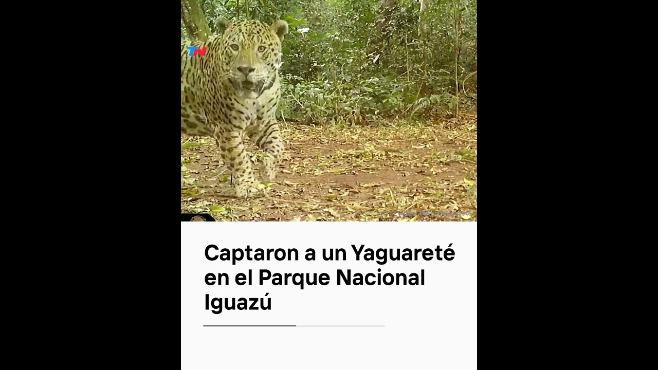 Cámaras captaron a un yaguareté en el Parque Nacional Iguazú