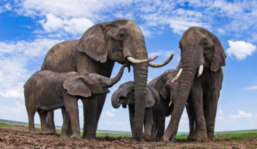 ¿Elefantes se ponen ‘nombres’ para comunicarse?
