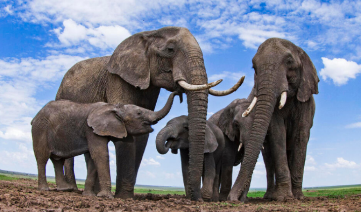 ¿Elefantes se ponen ‘nombres’ para comunicarse?