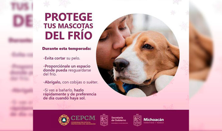 Civil Protection issues recommendations to protect pets from the cold – MonitorExpresso.com