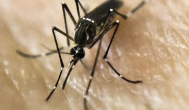 Dengue: Buenos Aires Ministry of Health calls for extreme prevention measures