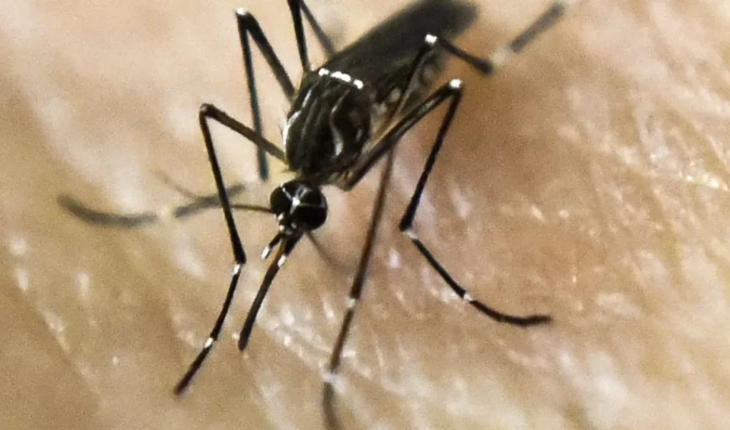 Dengue: Buenos Aires Ministry of Health calls for extreme prevention measures
