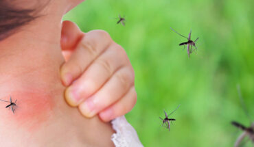 La Organización Mundial de la Salud anunció el aumento de casos de dengue en los últimos 20 años. – MonitorExpresso.com