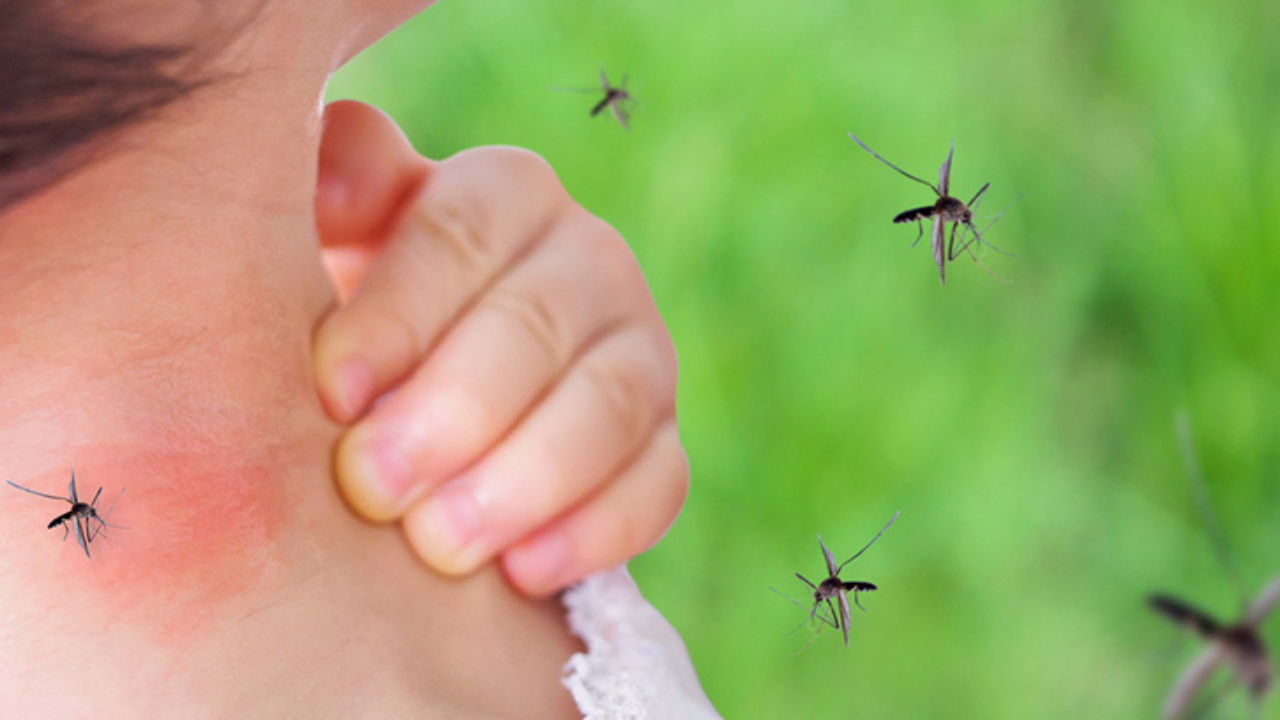 La Organización Mundial de la Salud anunció el aumento de casos de dengue en los últimos 20 años. – MonitorExpresso.com