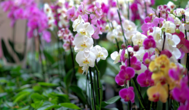 Orquídeas descubiertas en Colombia son nombradas en homenaje a mujeres – MonitorExpresso.com