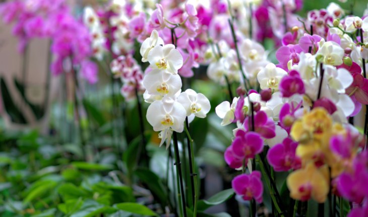 Orquídeas descubiertas en Colombia son nombradas en homenaje a mujeres – MonitorExpresso.com