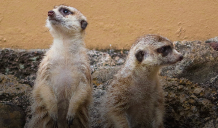 Suricatas, los nuevos huéspedes del Zoo de Morelia – MonitorExpresso.com
