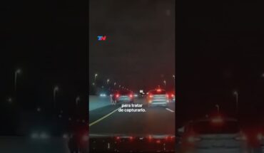 Video: Un chihuahua causó caos en una autopista de Nueva York I #Shorts