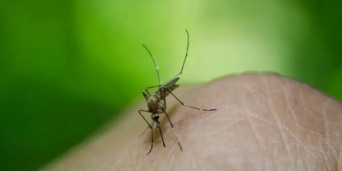 Dengue: el CONICET lanzó un biolarvicida para combatir criaderos