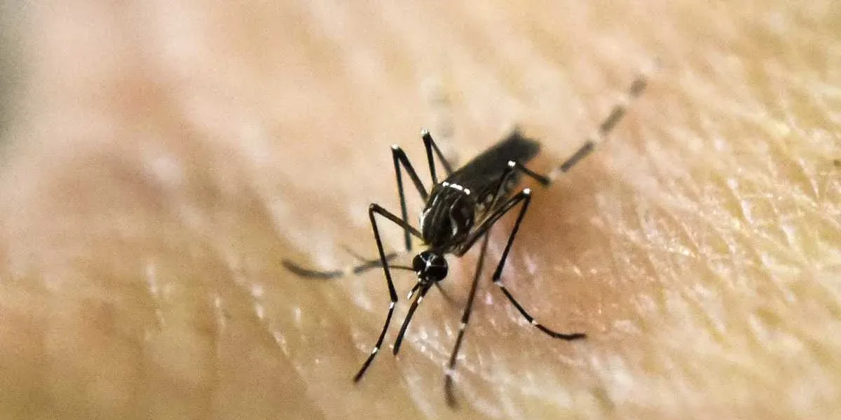 Dengue hemorrhagic fever: What is it and what are the symptoms?