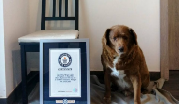 En riesgo el récord de Bobi el perro más viejo del mundo, abren investigación – MonitorExpresso.com