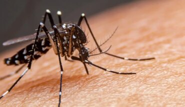 Invasión de mosquitos en el AMBA: faltan repelentes y los precios se dispararon