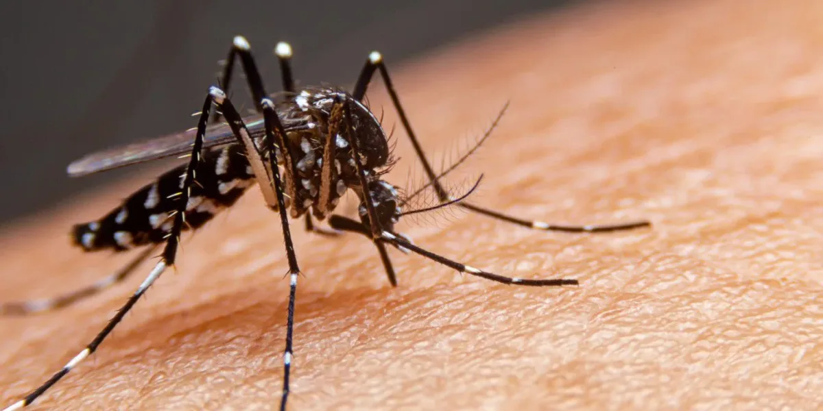 Invasión de mosquitos en el AMBA: faltan repelentes y los precios se dispararon