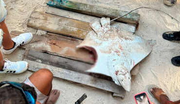 Tiburón Martillo ataca a mantarraya en playa de Colombia – MonitorExpresso.com