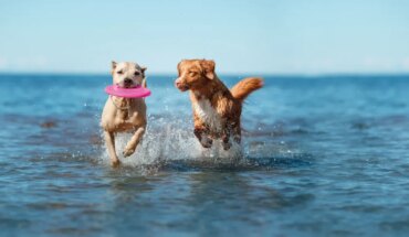 Vacaciones ‘pet friendly’: pasá un verano inolvidable junto a tu perro