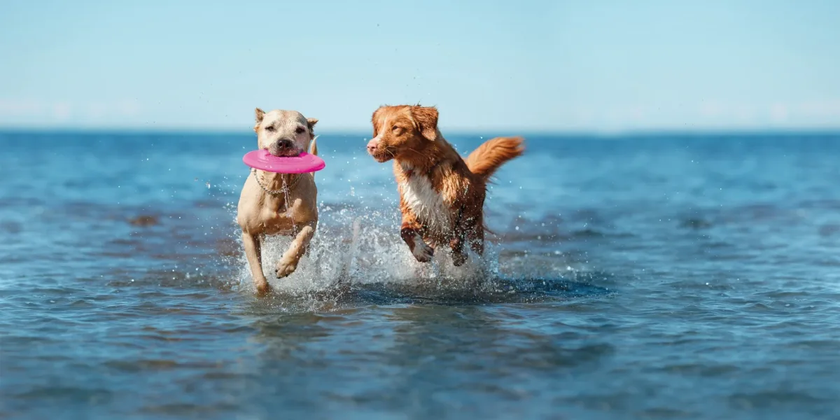 Vacaciones 'pet friendly': pasá un verano inolvidable junto a tu perro