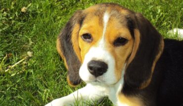 Why Do Dogs Eat Grass? – MonitorExpresso.com