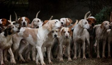 ¿Cuáles razas de perros necesitan más ejercicio? – MonitorExpresso.com