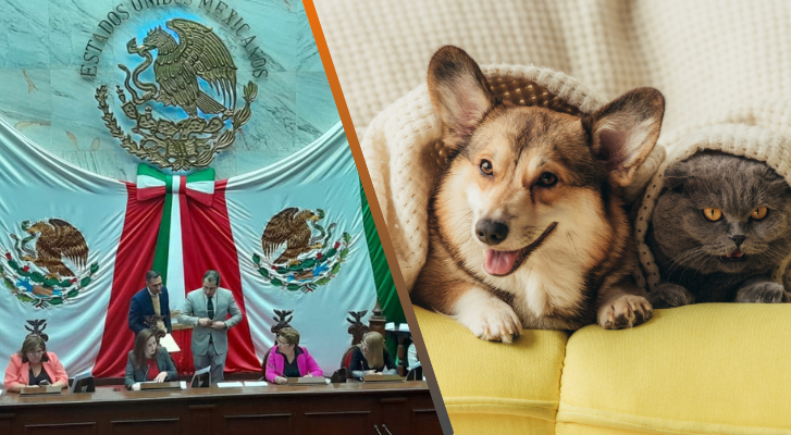 Congreso de Michoacán fortalece la Ley de protección de los animales – MonitorExpresso.com
