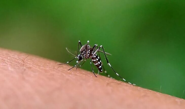 Formosa: Se detectaron 1.026 casos positivos de dengue en la última semana