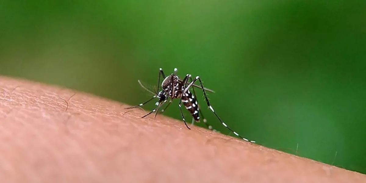 Formosa: Se detectaron 1.026 casos positivos de dengue en la última semana