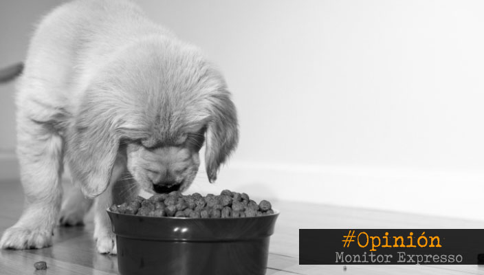 La alimentación en cachorros – Por La Granja Rota – MonitorExpresso.com