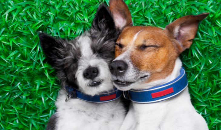 Psicólogo aborda la cuestión de si los perros pueden enamorarse – MonitorExpresso.com