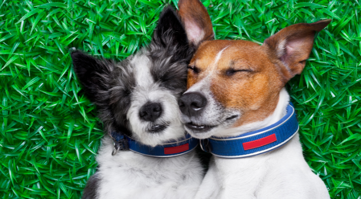 Psicólogo aborda la cuestión de si los perros pueden enamorarse – MonitorExpresso.com