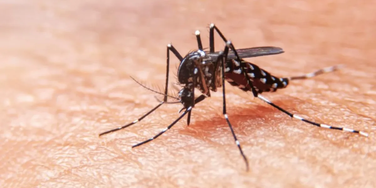 Salta: confirman 427 casos de dengue en la última semana