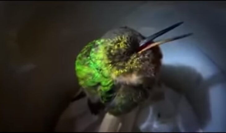 The video of a hummingbird “snoring” has gone viral due to the painful reality it reveals – MonitorExpresso.com