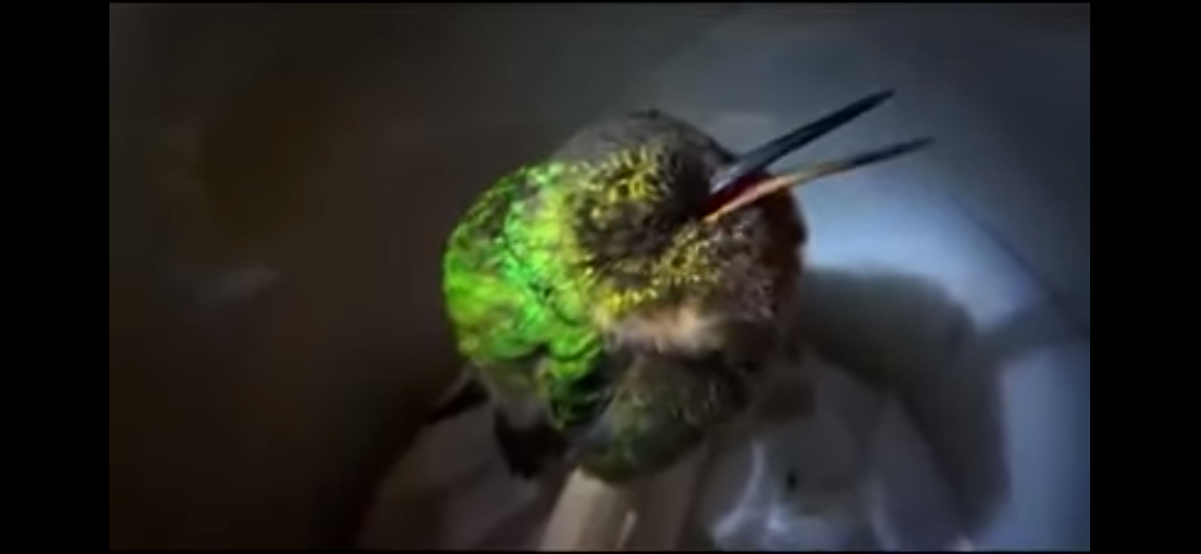The video of a hummingbird "snoring" has gone viral due to the painful reality it reveals – MonitorExpresso.com