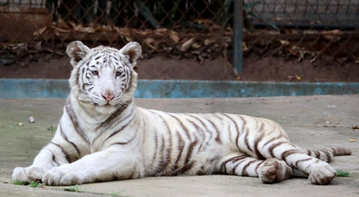 Visita este puente a nuestra nueva tigresa de bengala en el Zoo Morelia – MonitorExpresso.com