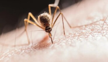 Dengue outbreak in Jujuy: 138 new cases registered in one week